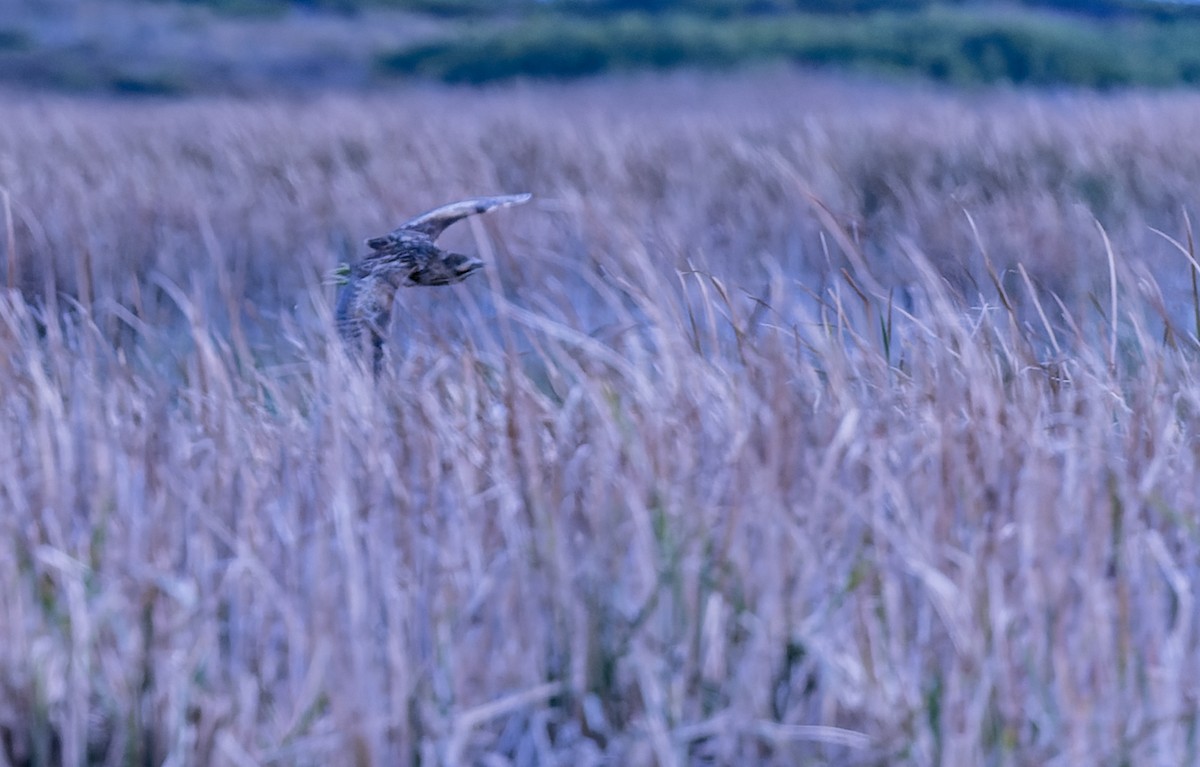 Australasian Bittern - ML620978410