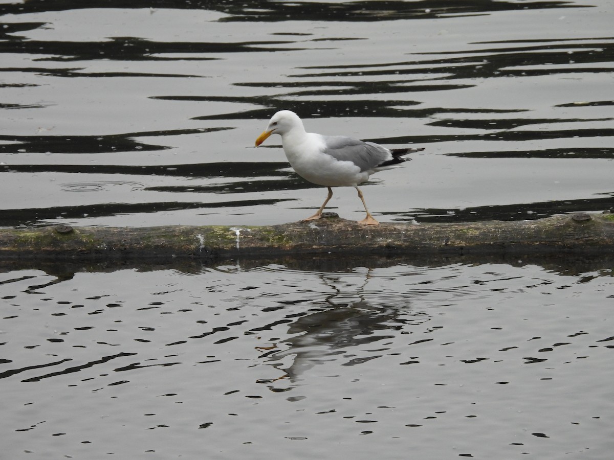 Caspian Gull - ML620978414