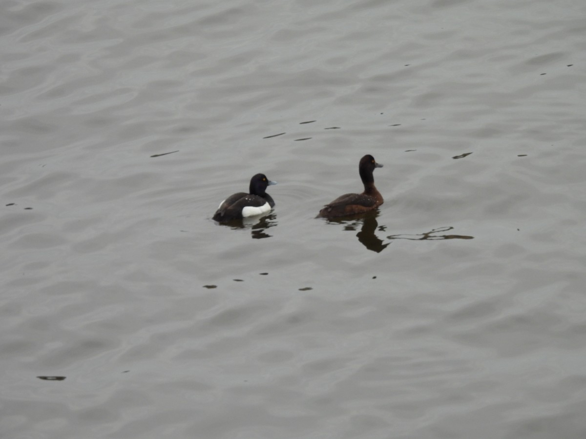 Tufted Duck - ML620978416