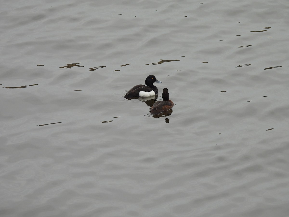 Tufted Duck - ML620978417