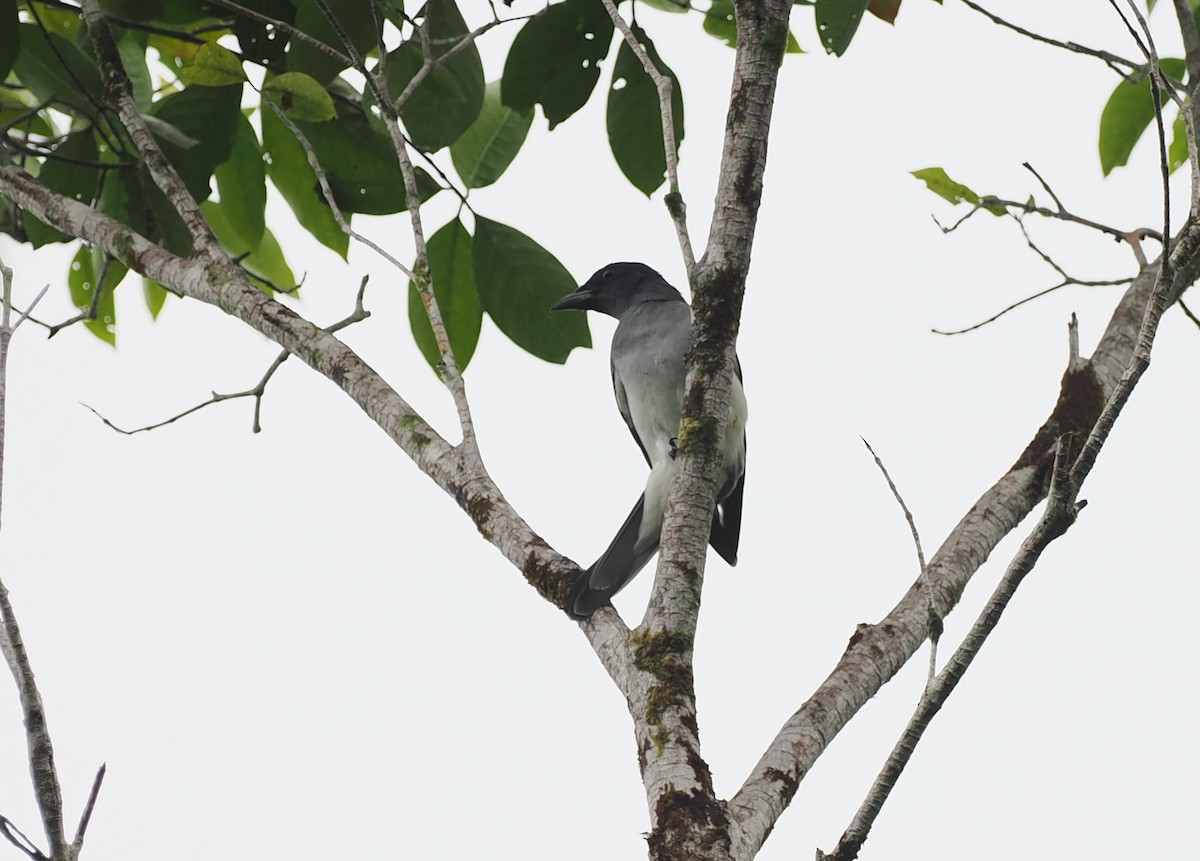 Moluccan Cuckooshrike - ML620978426