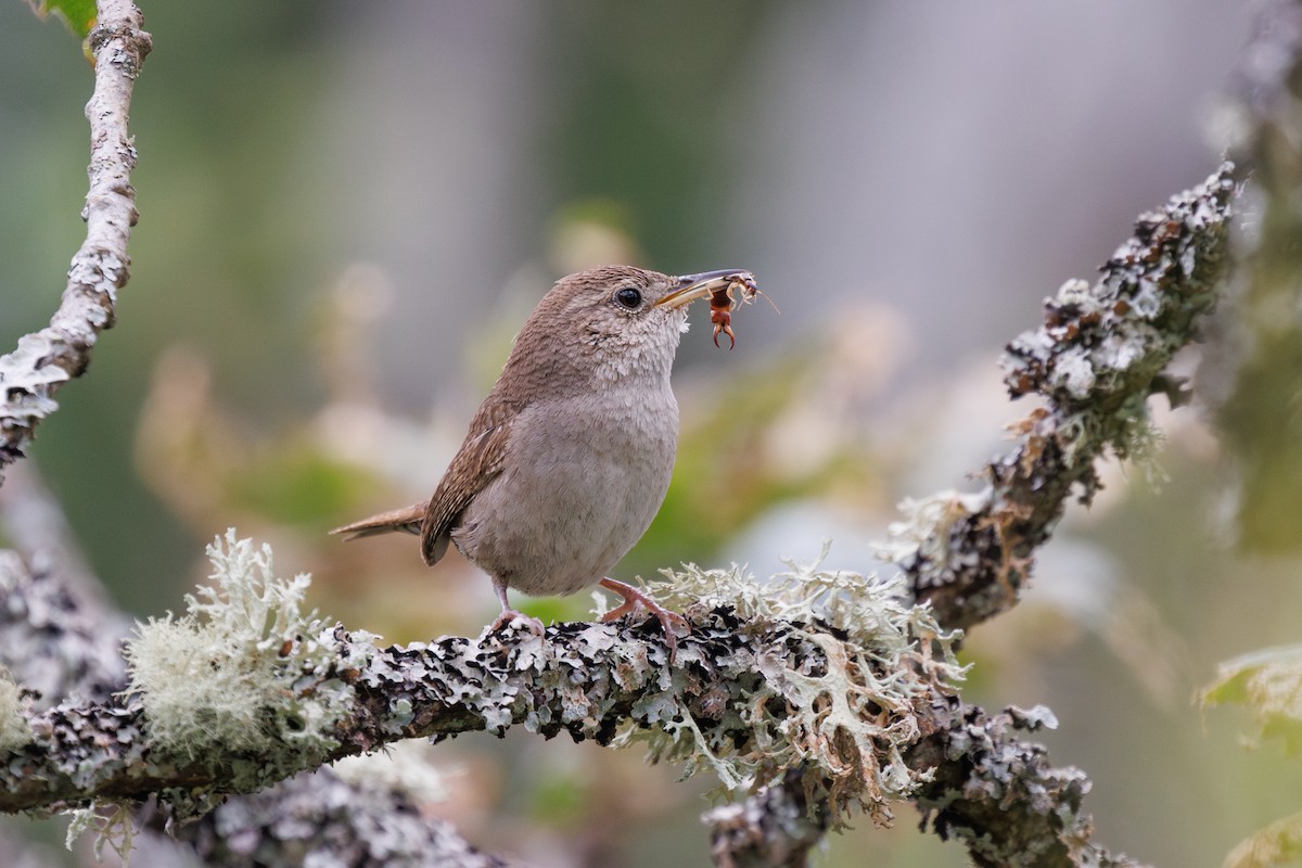 House Wren - ML620978431