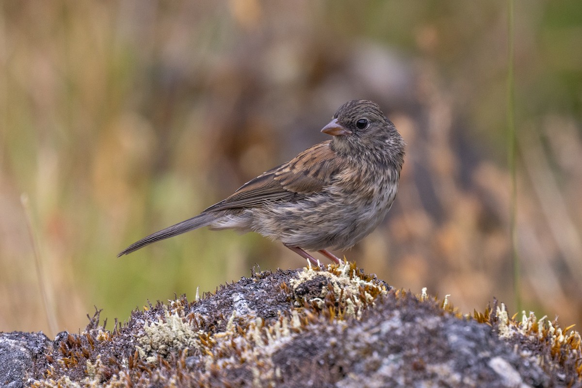 Junco ardoisé - ML620978434