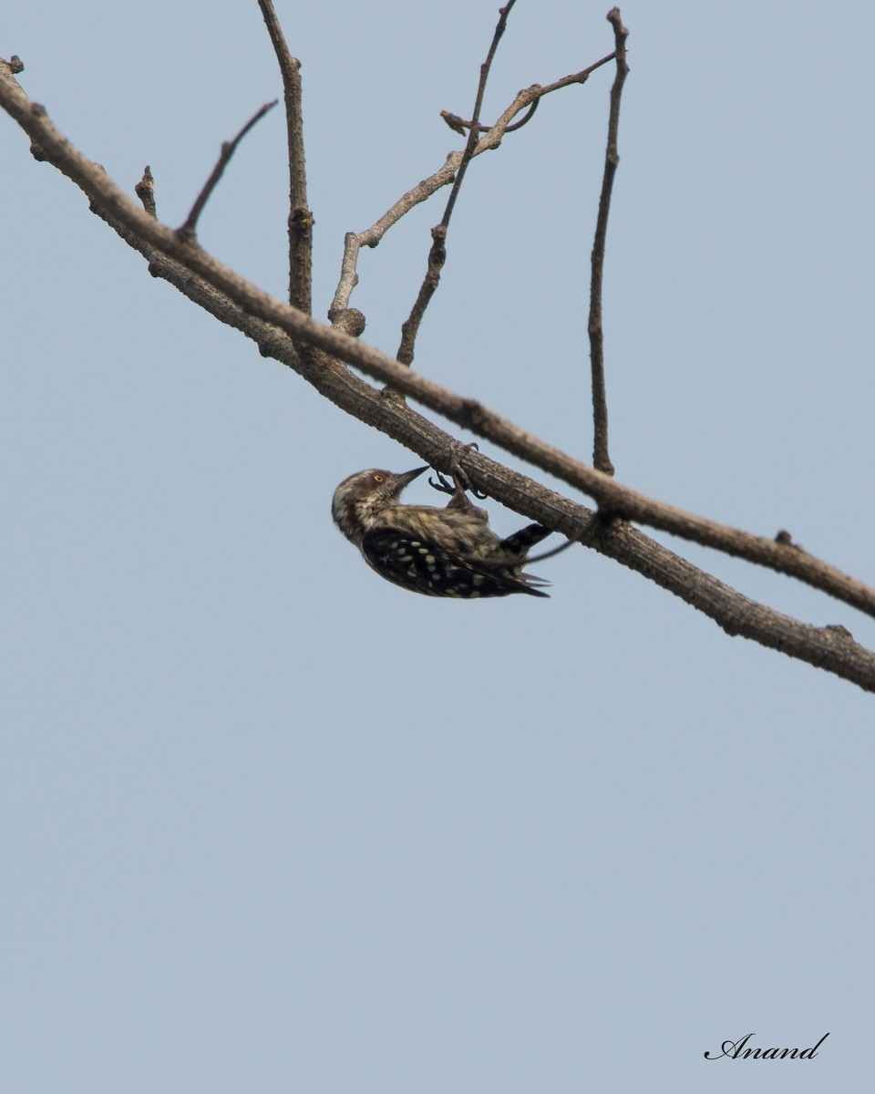 Brown-capped Pygmy Woodpecker - ML620978440