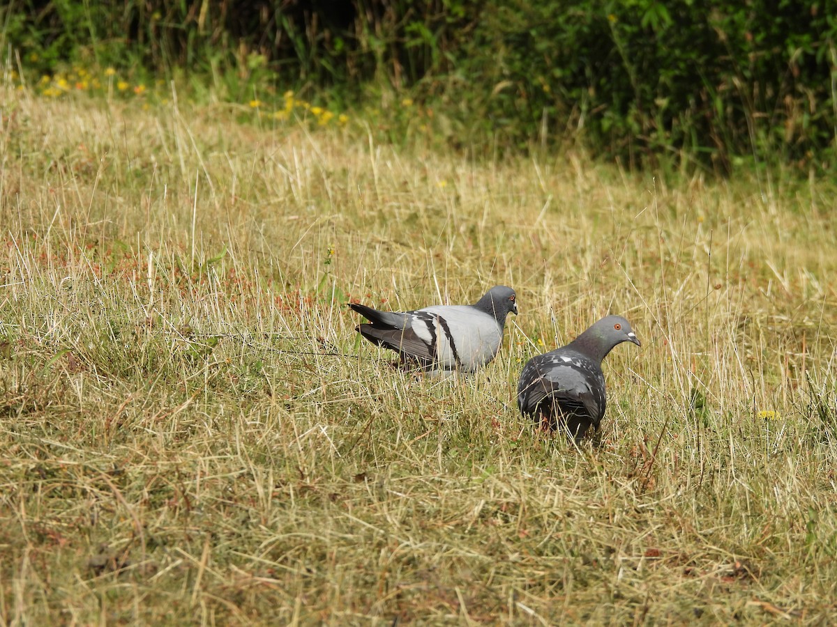 Rock Pigeon (Feral Pigeon) - ML620978494