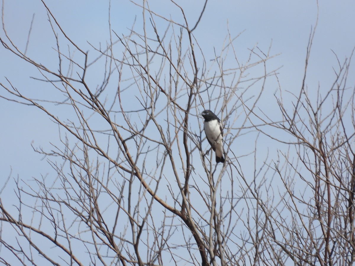 Pied Honeyeater - ML620978505