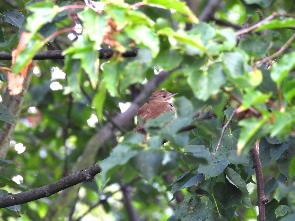 Common Nightingale - Chandrika Khirani