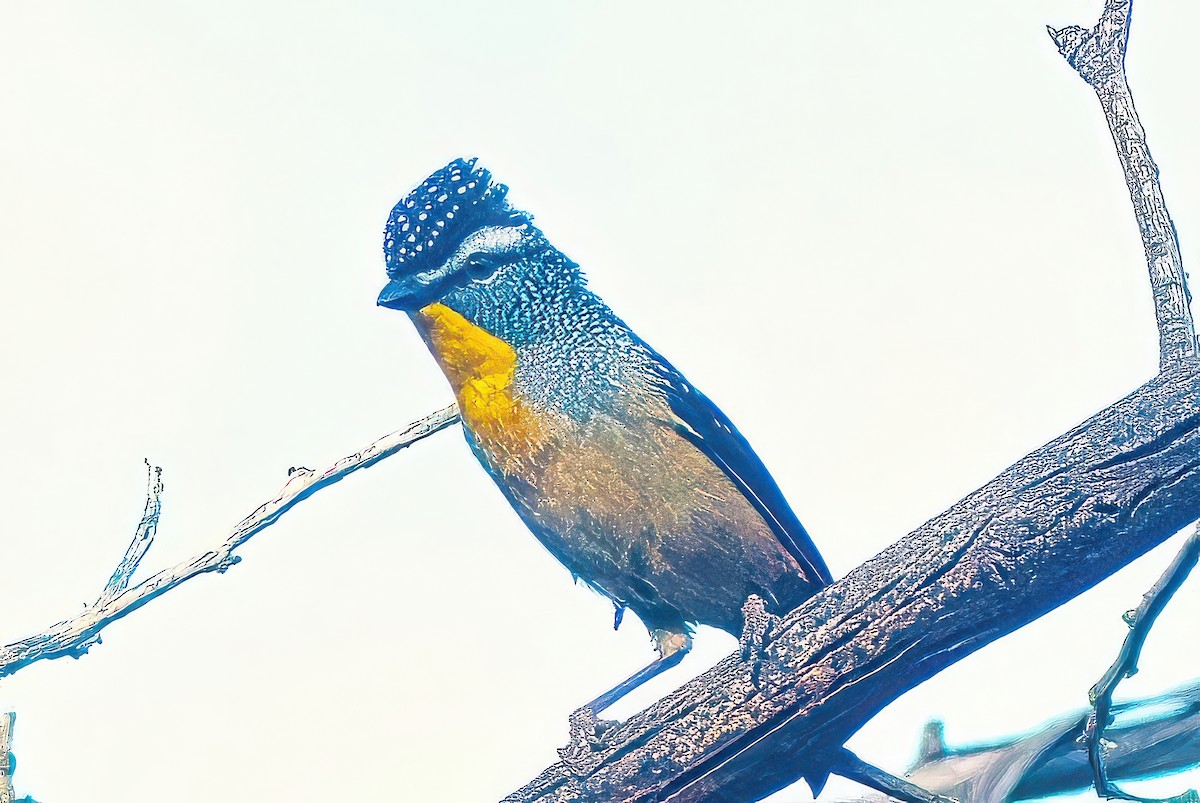 Fleckenpanthervogel (punctatus) - ML620978522