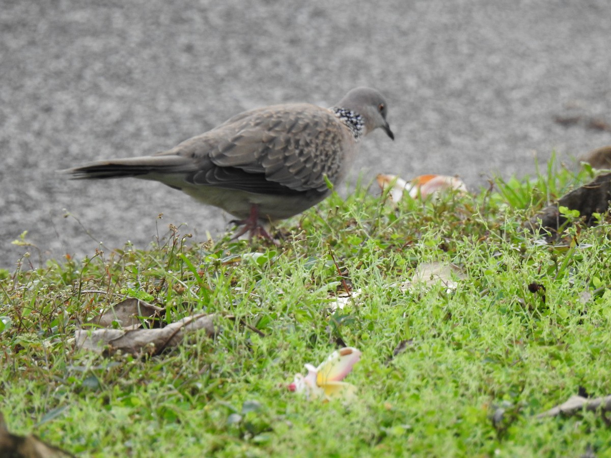 Spotted Dove - ML620978528