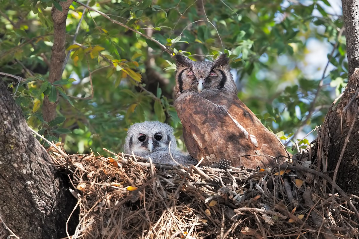 Verreaux's Eagle-Owl - ML620978529