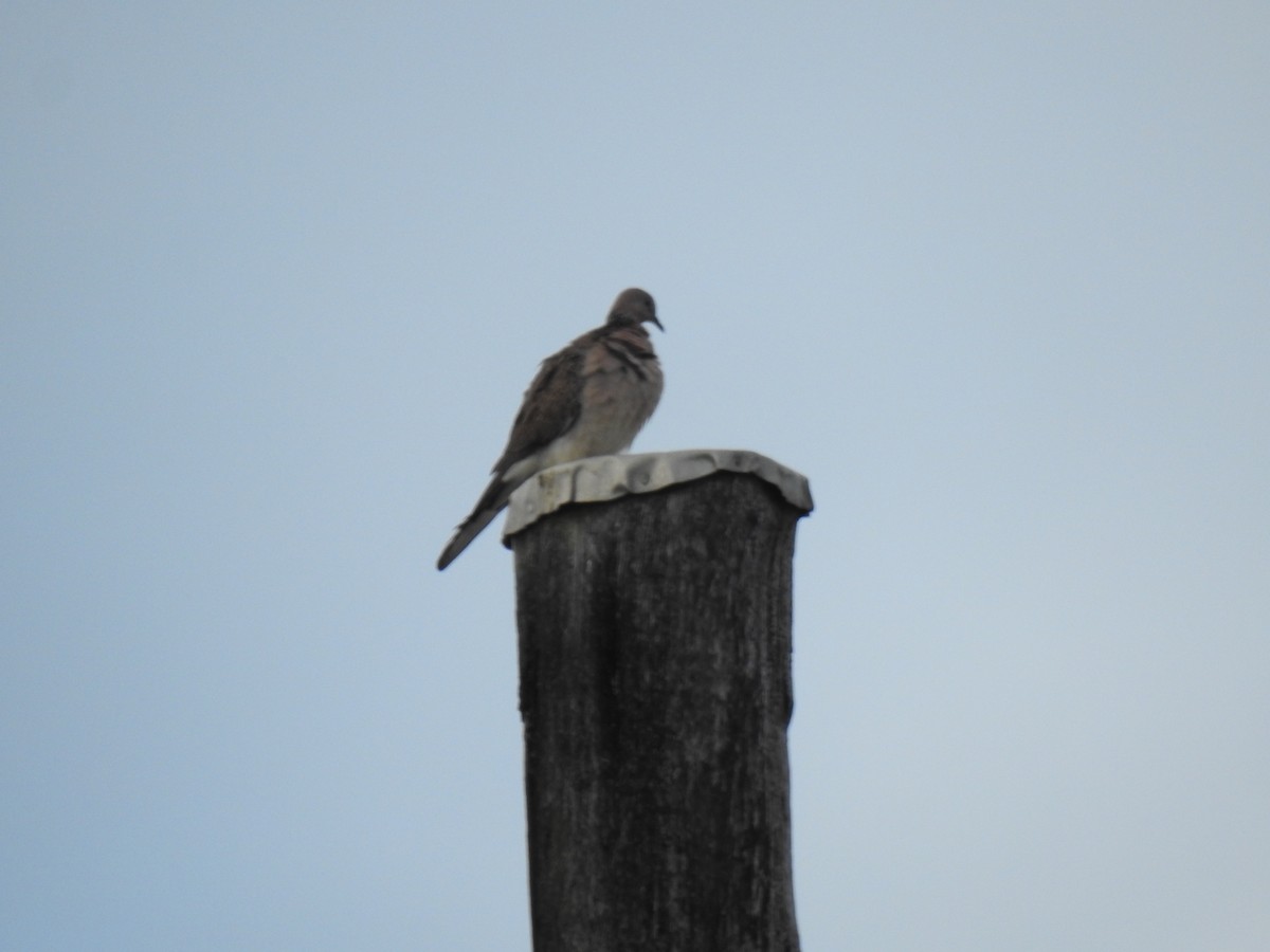 Spotted Dove - ML620978530