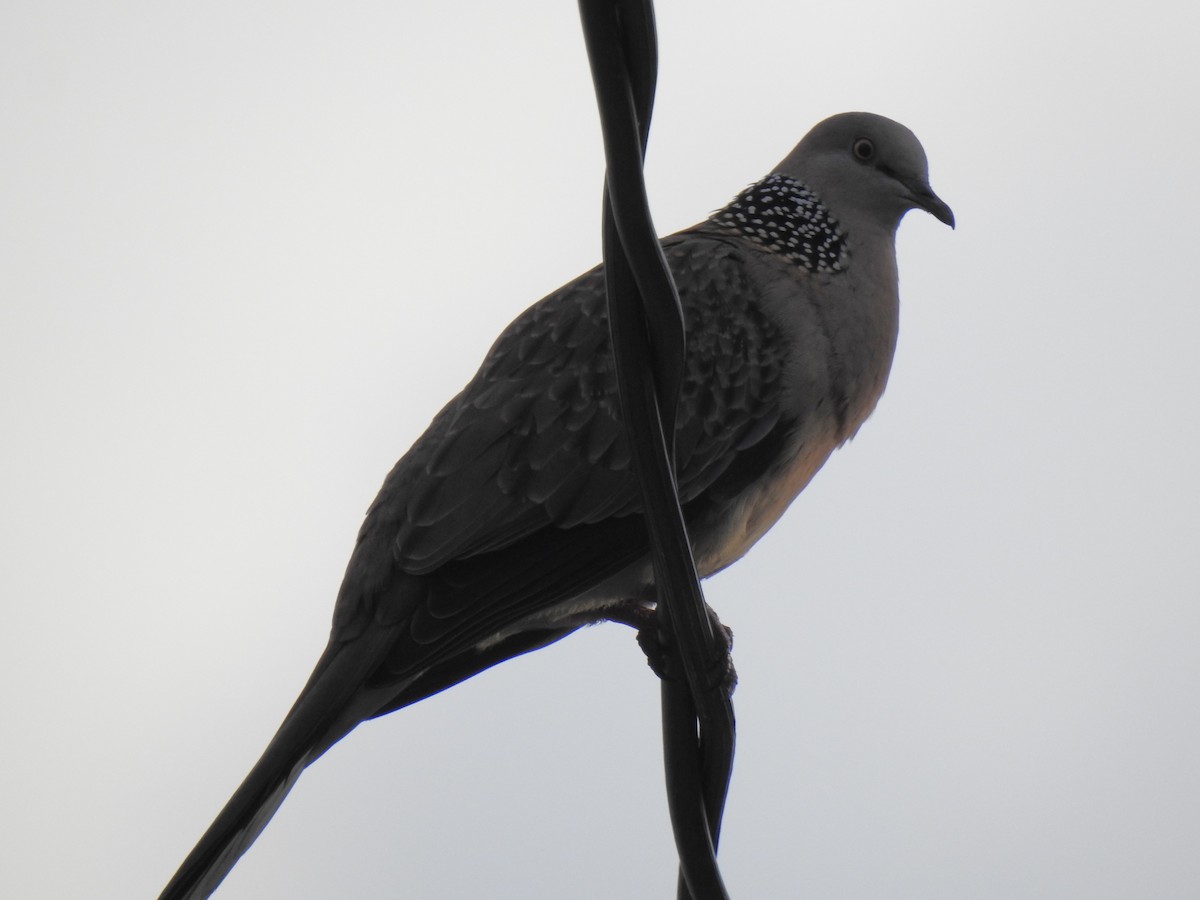 Spotted Dove - ML620978531