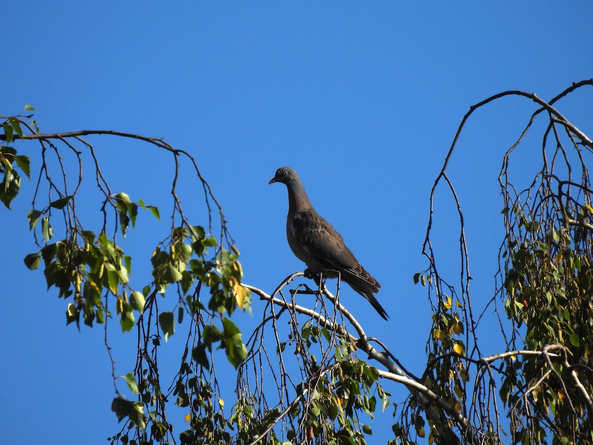 Common Wood-Pigeon - Chandrika Khirani