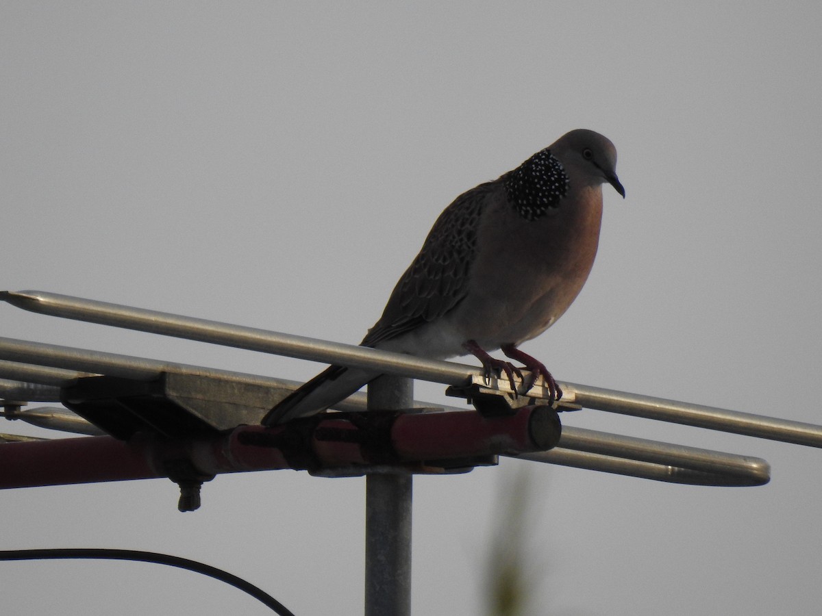 Spotted Dove - ML620978533