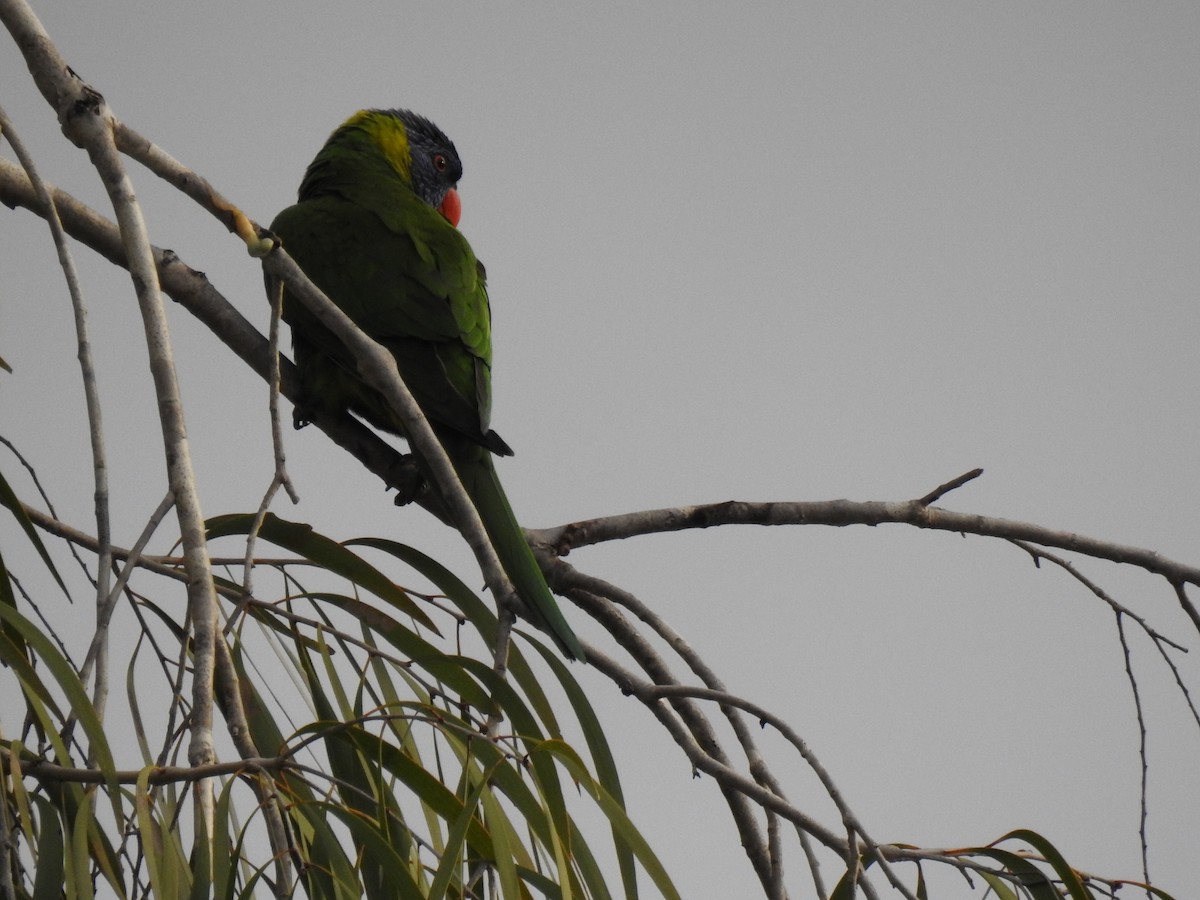 Rainbow Lorikeet - ML620978542