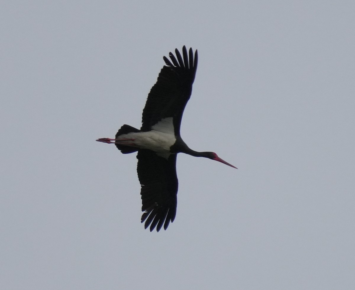 Black Stork - ML620978544
