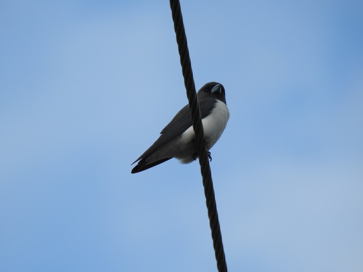 White-breasted Woodswallow - ML620978550