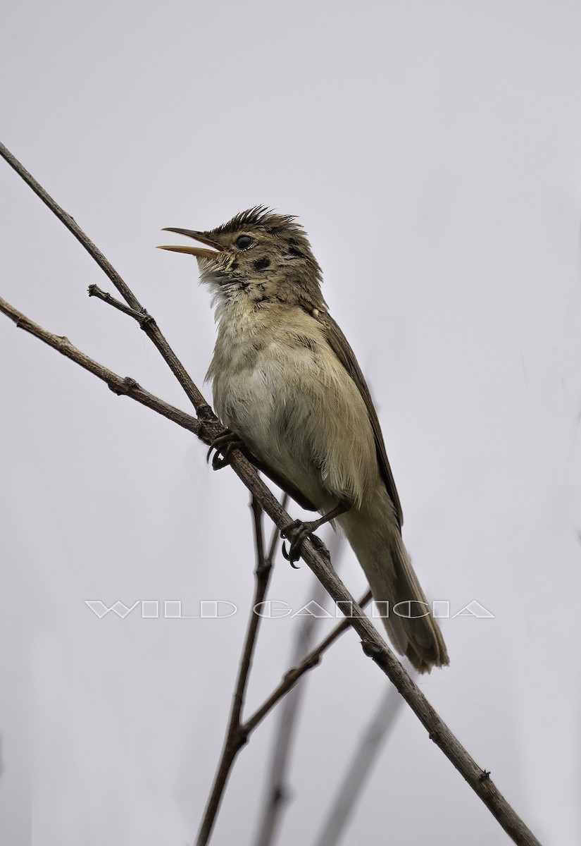 Common Reed Warbler - ML620978554