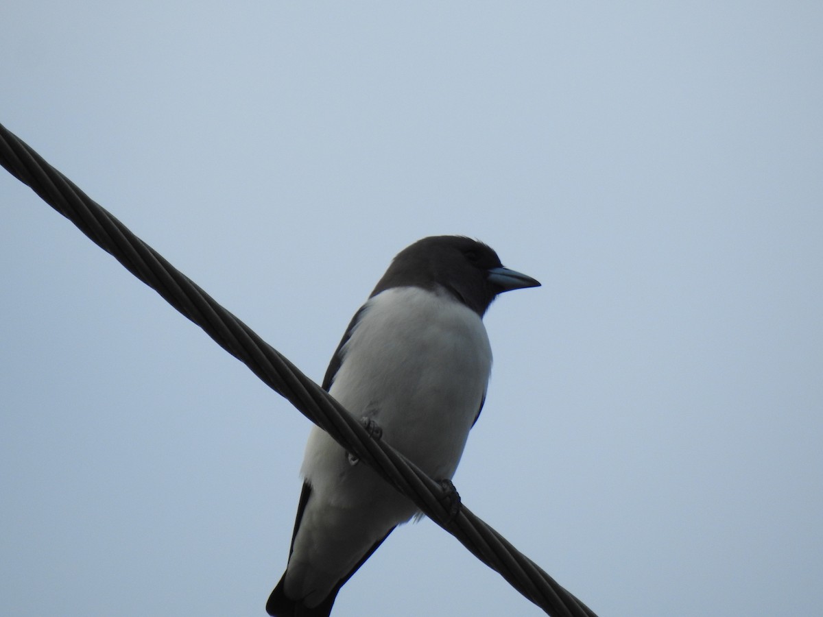 White-breasted Woodswallow - ML620978557