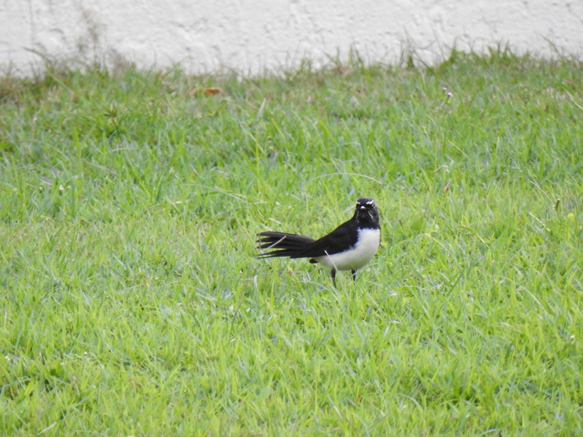 Willie-wagtail - ML620978558