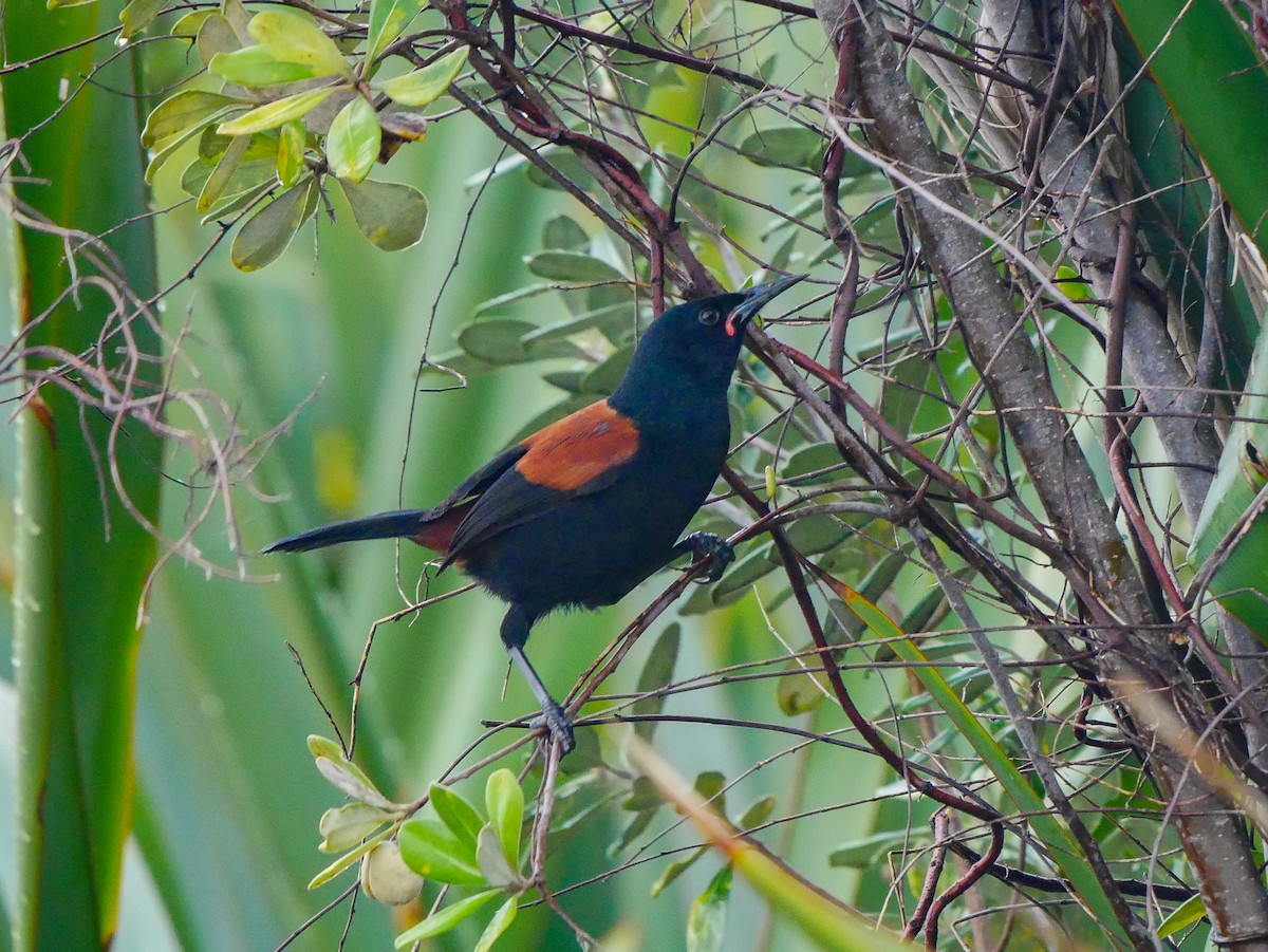 North Island Saddleback - Mike Bickerdike