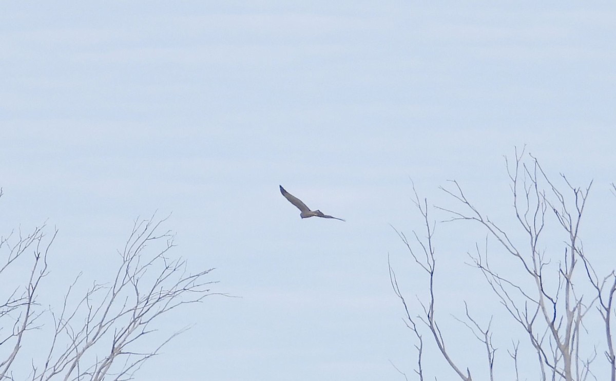 Spotted Harrier - ML620978591