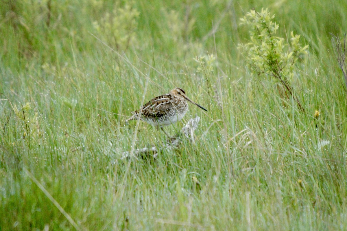 Wilson's Snipe - ML620978638