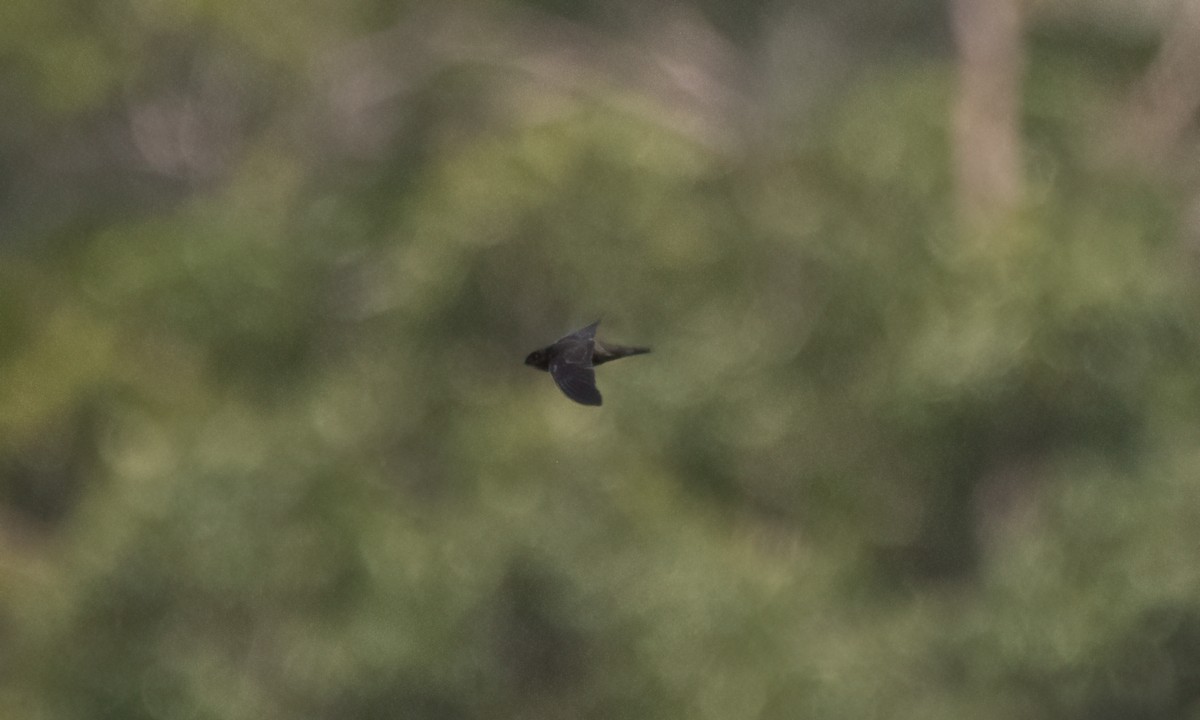 Philippine Swiftlet - ML620978642