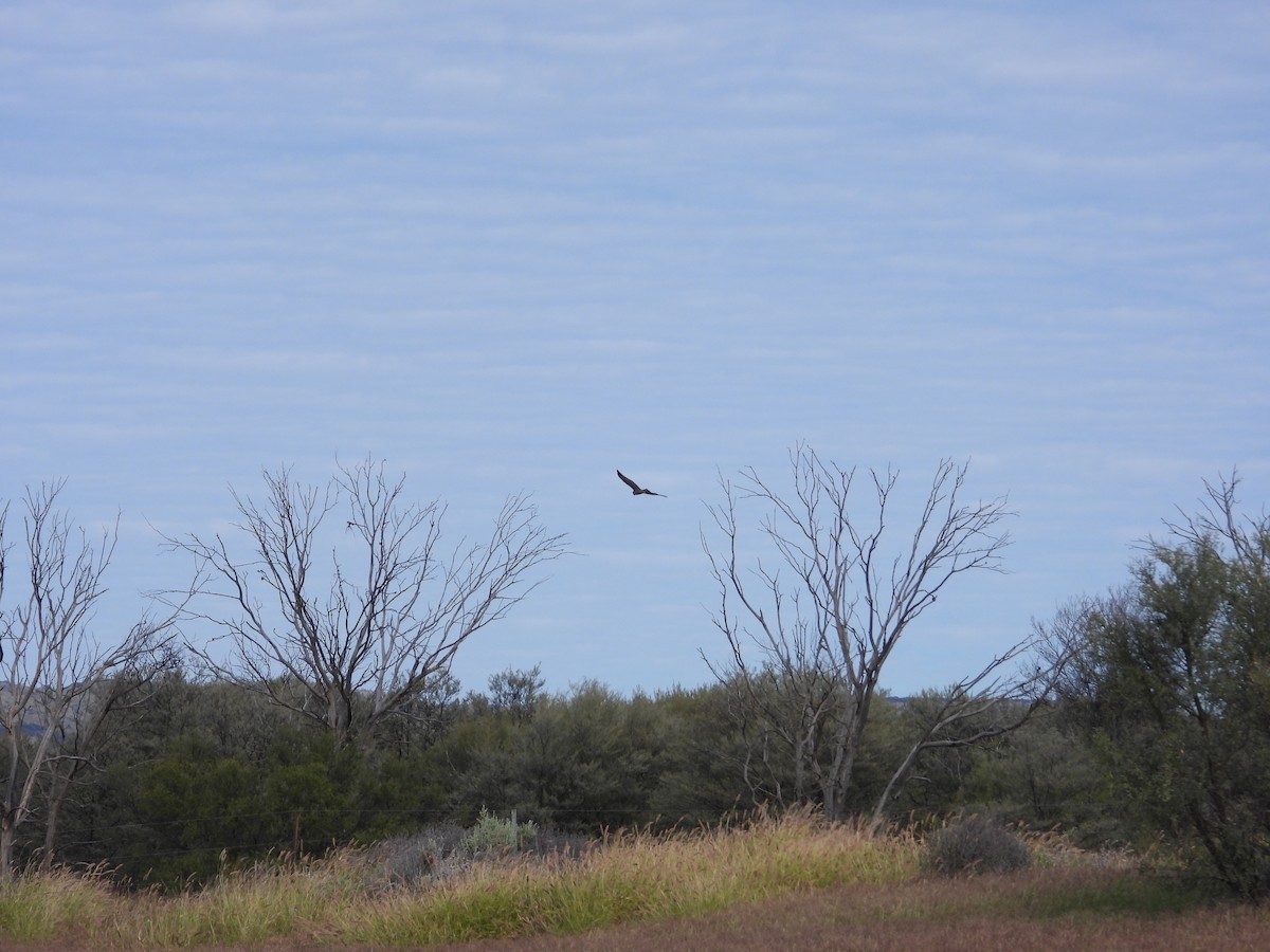 Spotted Harrier - ML620978643