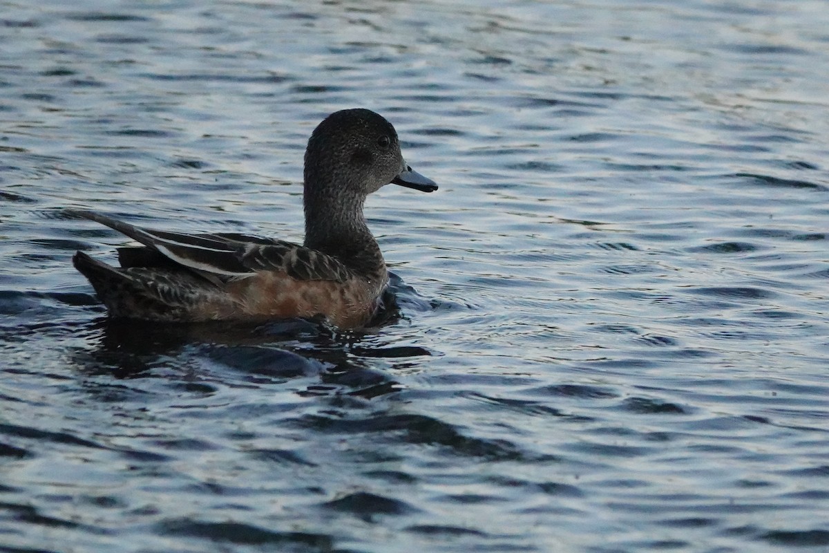 Canard d'Amérique - ML620978655