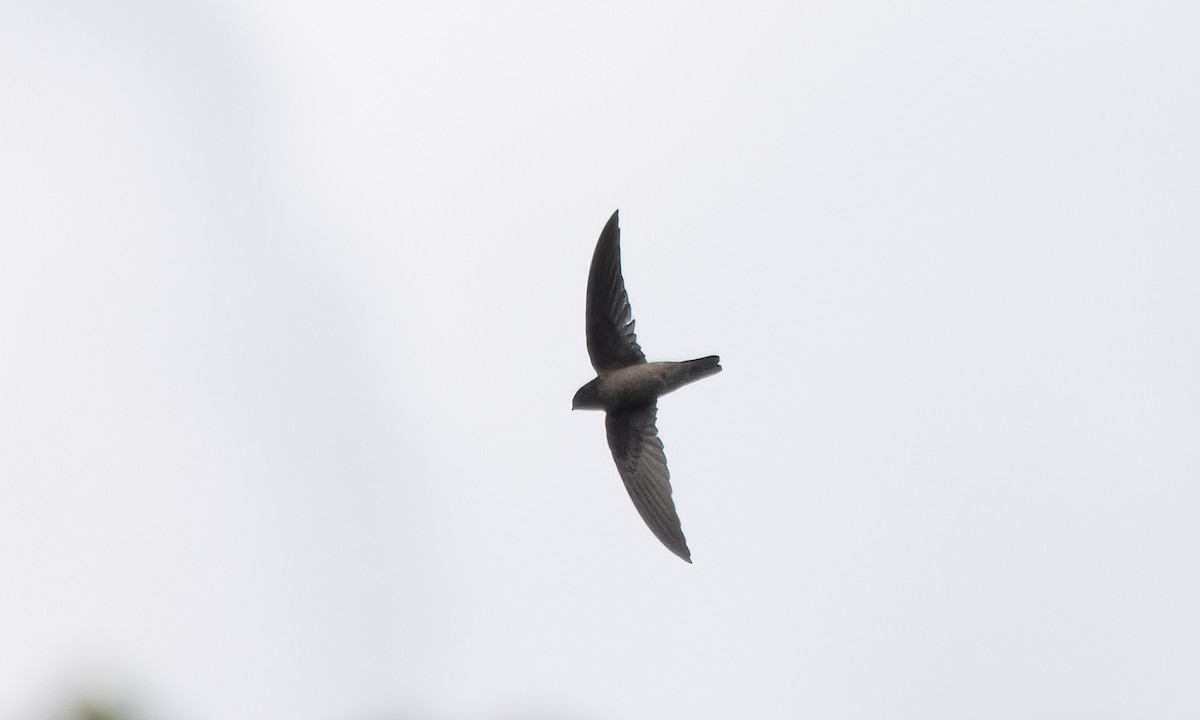 Philippine Swiftlet - ML620978662