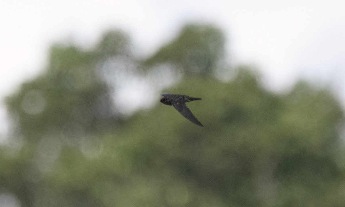 Philippine Swiftlet - ML620978663