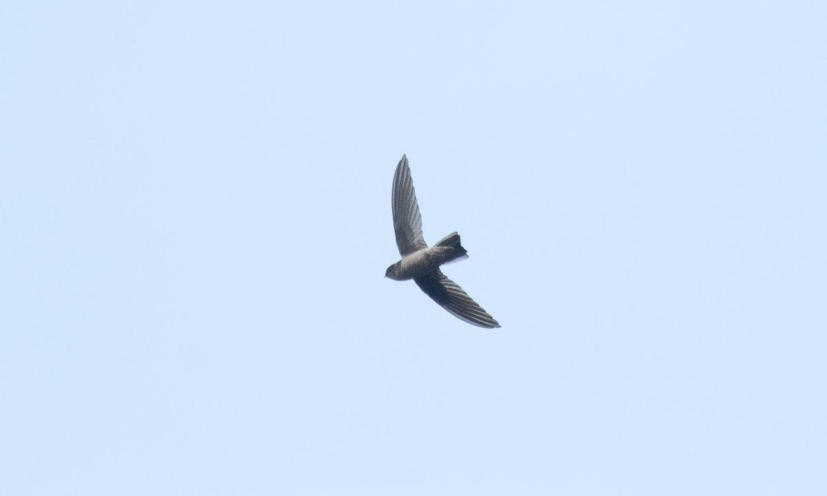 Philippine Swiftlet - ML620978666