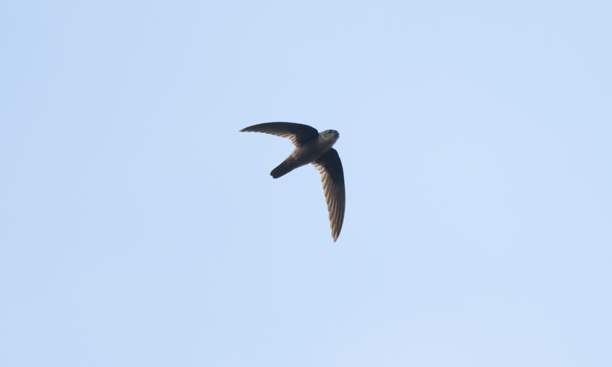 Philippine Swiftlet - ML620978667