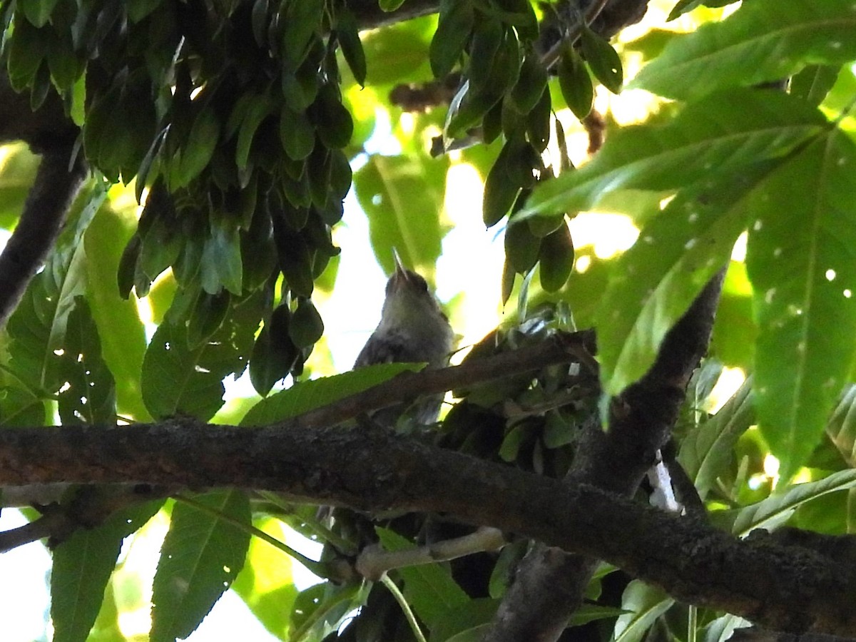 Short-toed Treecreeper - ML620978668