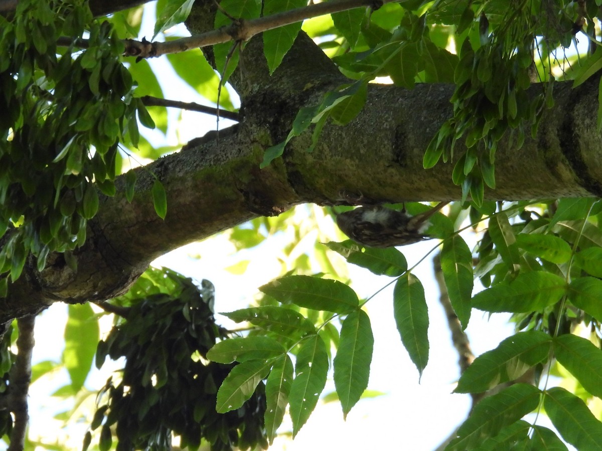 Short-toed Treecreeper - ML620978670