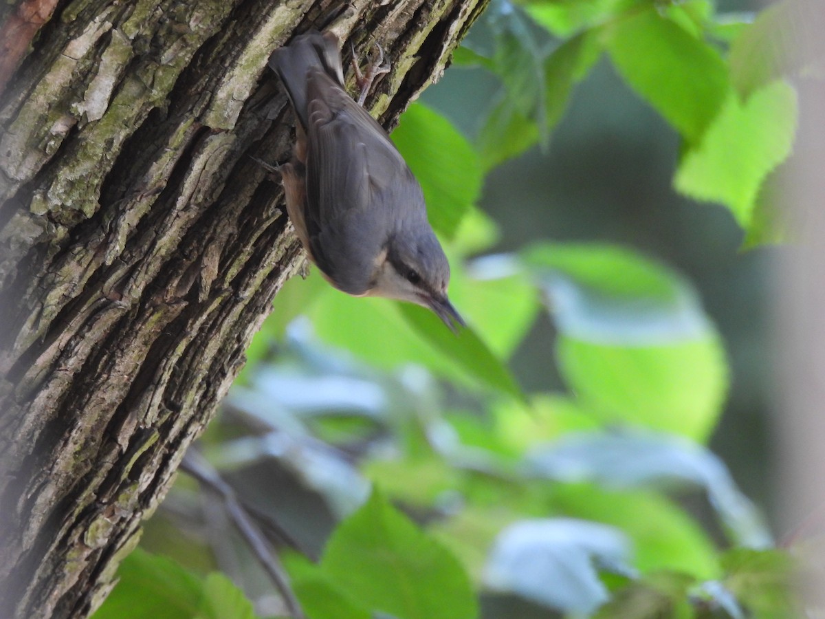 Eurasian Nuthatch - Chandrika Khirani