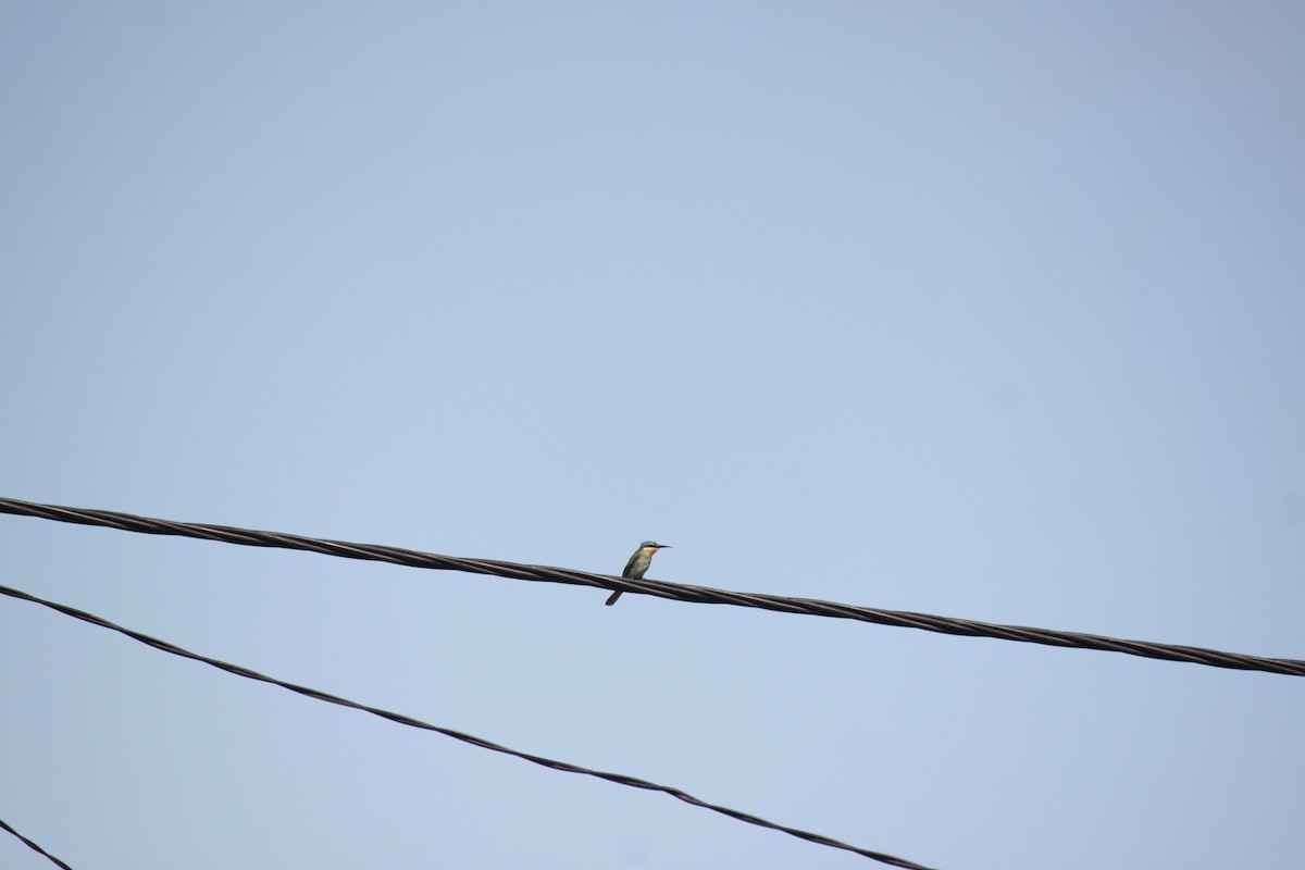 Blue-cheeked Bee-eater - ML620978684