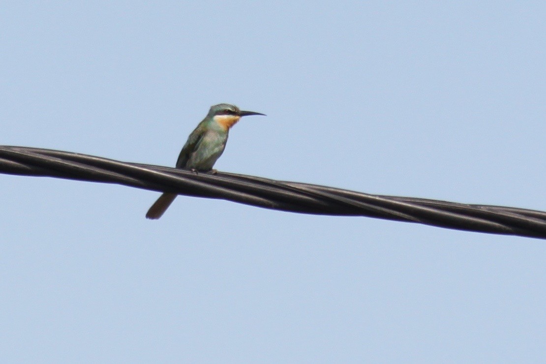 Blue-cheeked Bee-eater - ML620978686