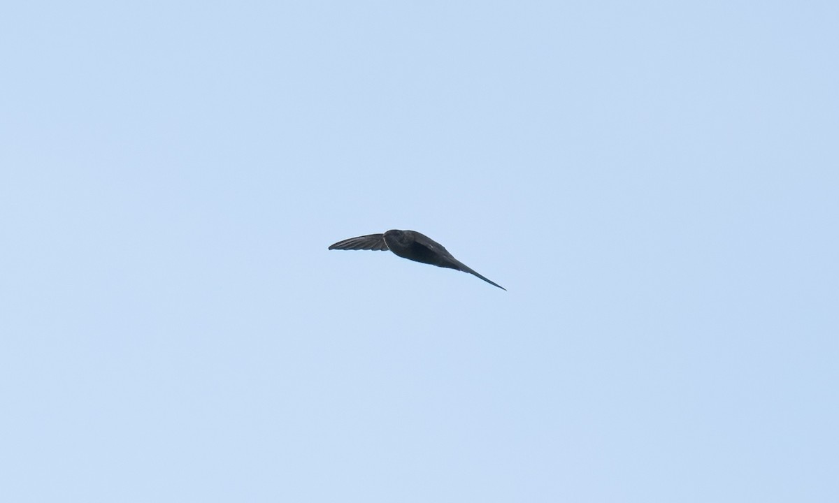 Philippine Swiftlet - ML620978697