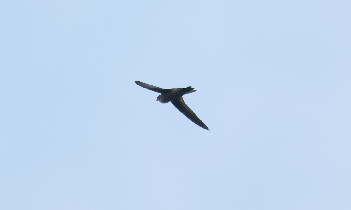 Philippine Swiftlet - ML620978698