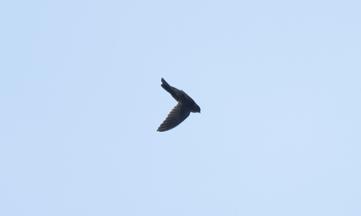 Philippine Swiftlet - ML620978700