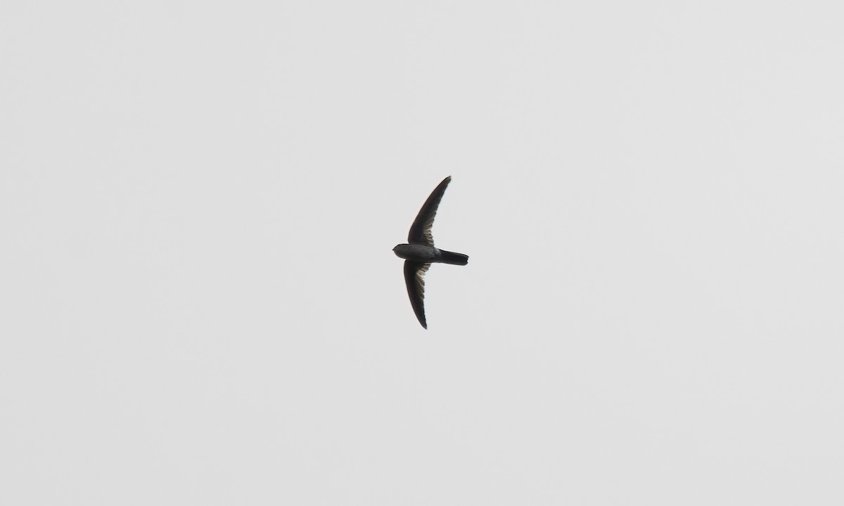 Philippine Swiftlet - ML620978701