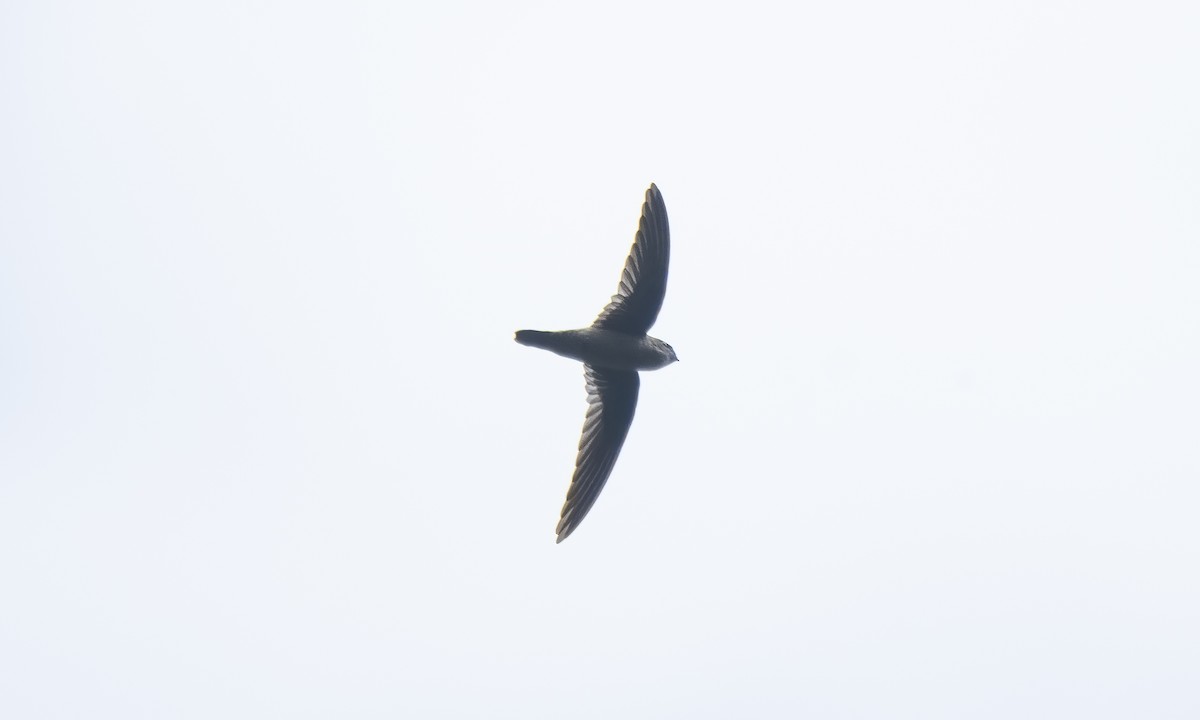 Philippine Swiftlet - ML620978702