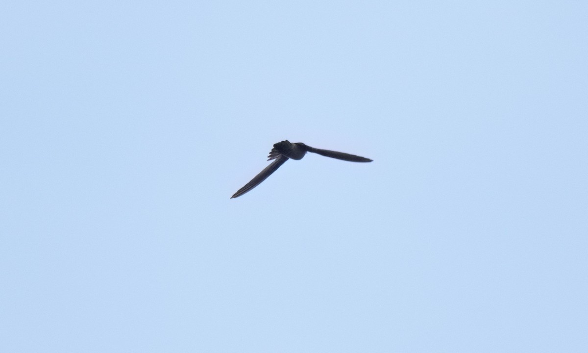 Philippine Swiftlet - ML620978703