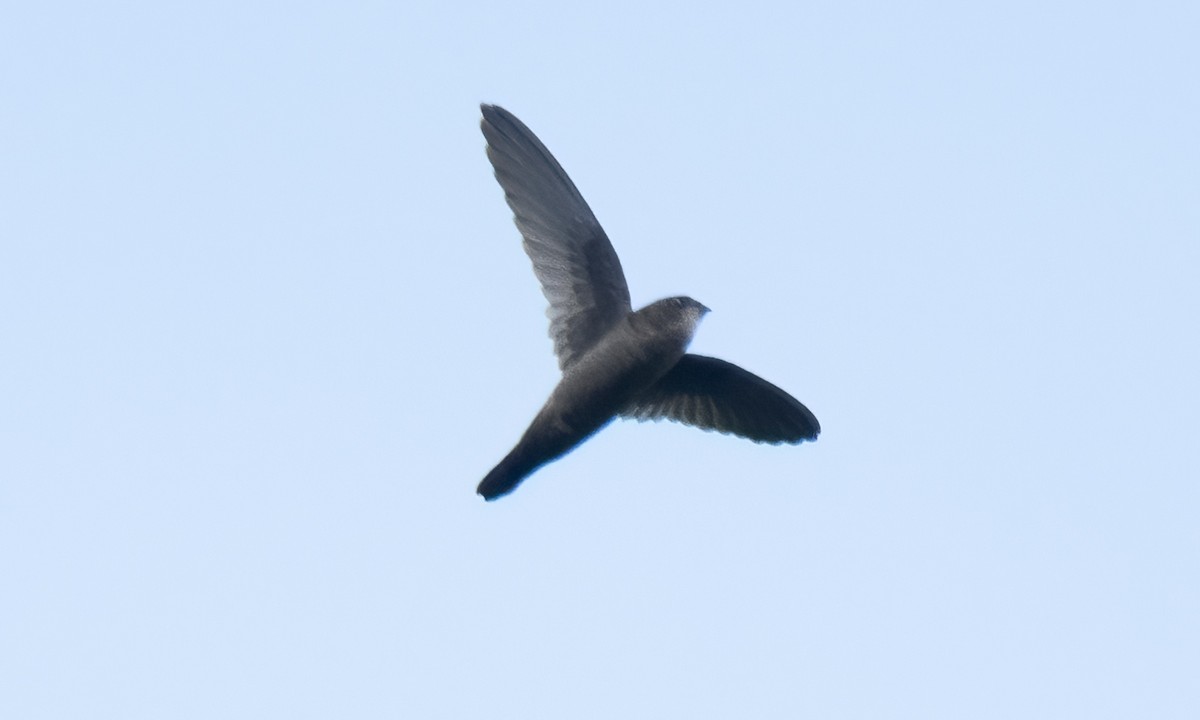 Philippine Swiftlet - ML620978719