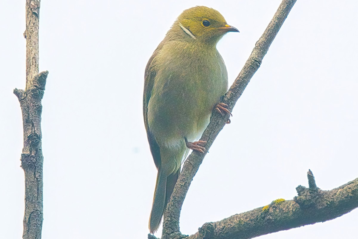 White-plumed Honeyeater - ML620978725