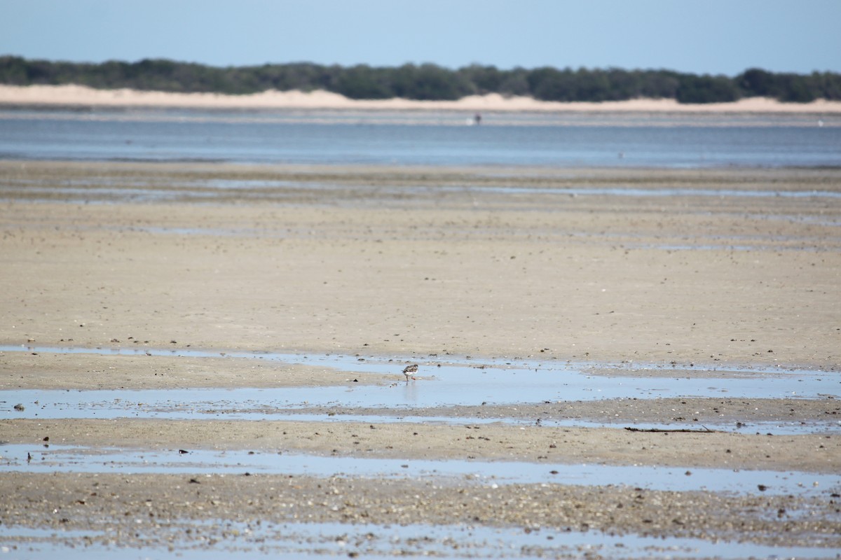 Ruddy Turnstone - ML620978738