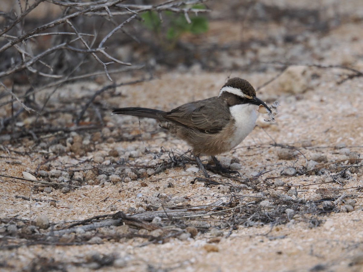 White-browed Babbler - ML620978752