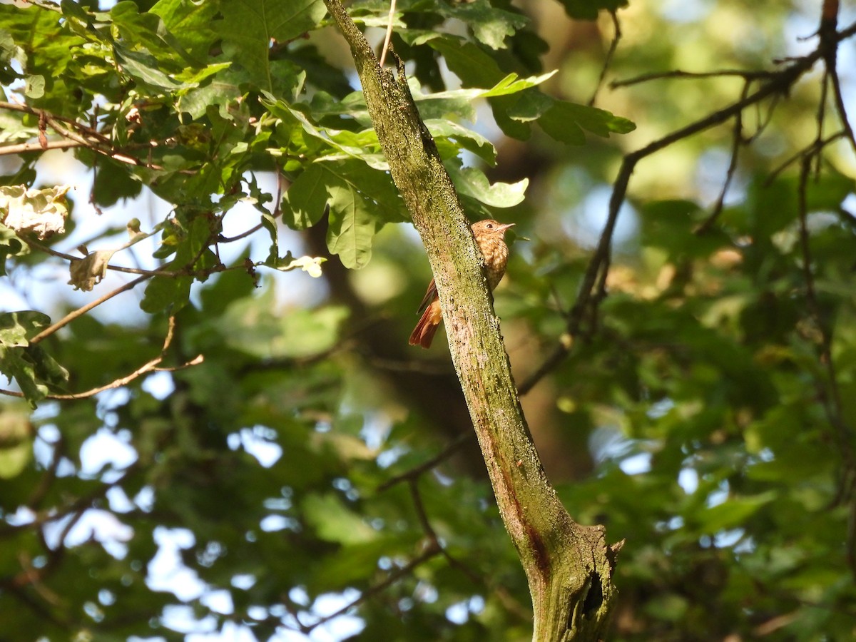Common Redstart - Chandrika Khirani
